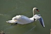 /album/uccelli/il-cigno-ed-il-gabbiano-jpg/
